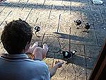Brett feeding our pet magpies on our front porch - Baldy, Hughie, Dewey and Louis.
