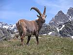 There was wildlife everywhere - like this Ibex