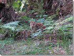 Spotted-tailed Quoll on the Green Gully Track