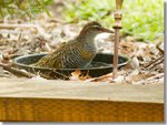 Our Buff-banded Rail