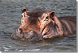 We saw hundreds of hippos in the Nile