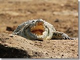 The smile of the Nile crocodile