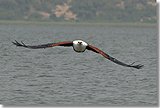 A Fish Eagle in flight