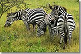 Zebras at Mburo National Park