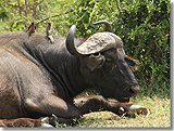 Water Buffalo with Oxpeckers aboard