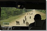 Baboons on the road in front of our bus