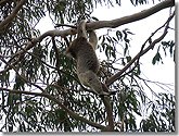 Koala doing chin-ups