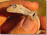Amazing eyes on this gecko - and horns!