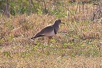 The Grey-headed Lapwing
