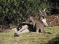 Kangaroos in our backyard