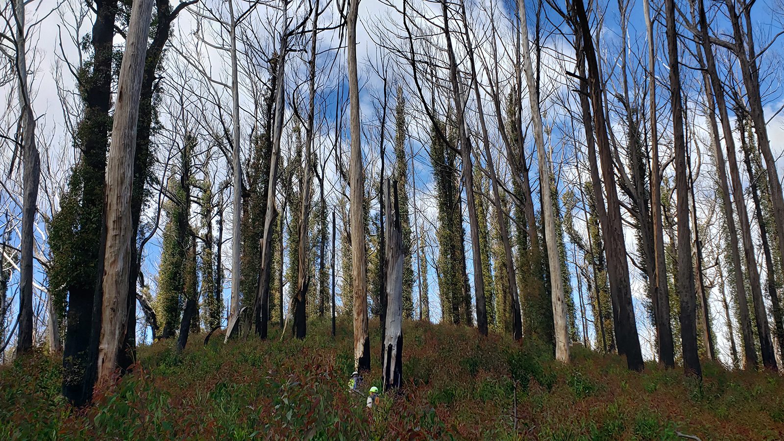 Burnt forest near the Vines