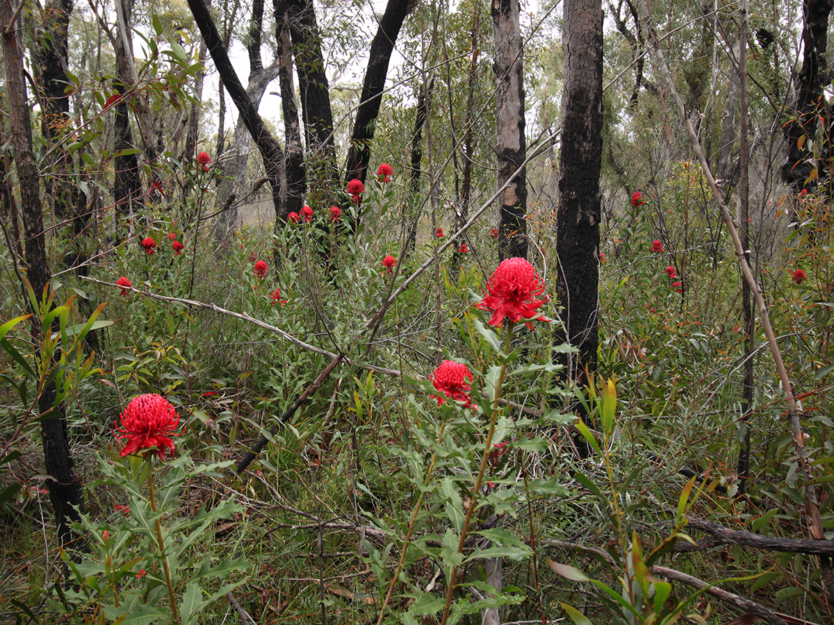 A Waratah forest after the fires