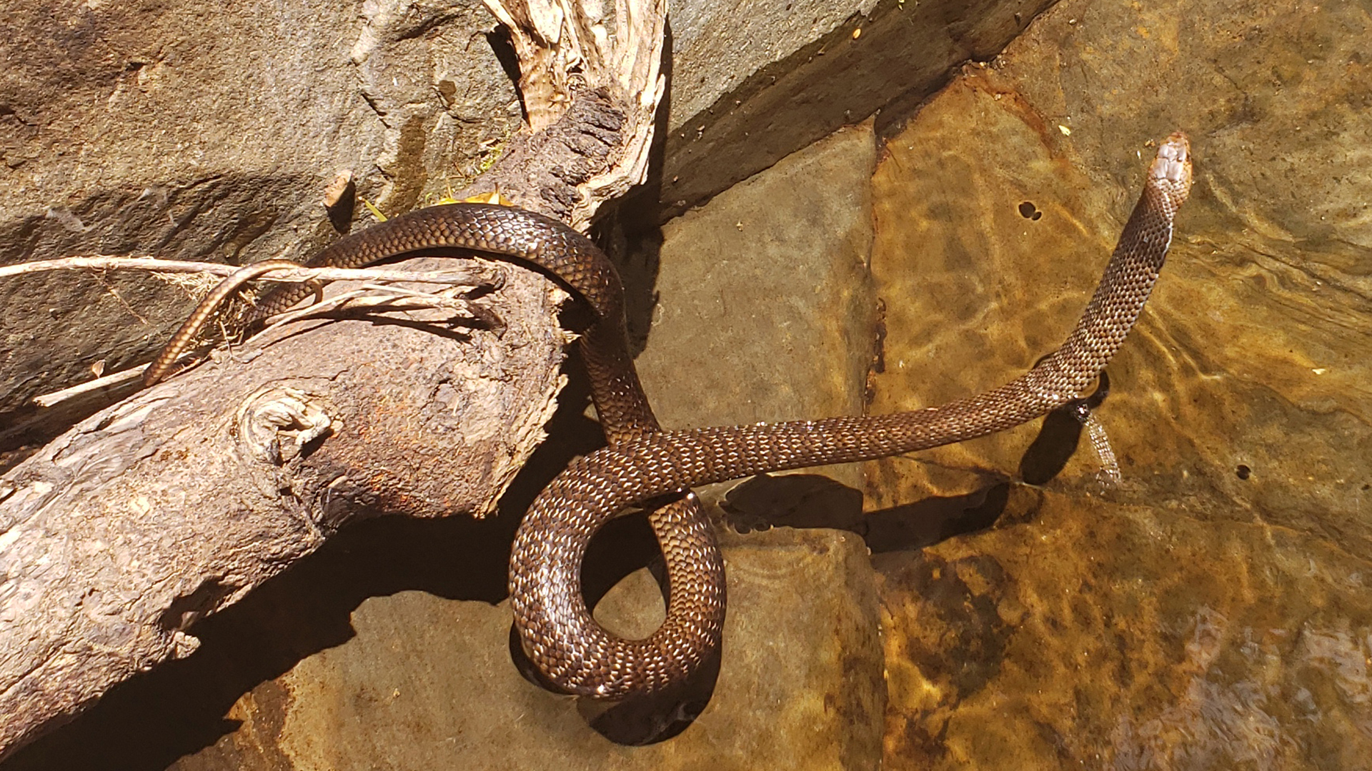 An eastern brown snake that Brett trod on in the Ettrema Wilderness