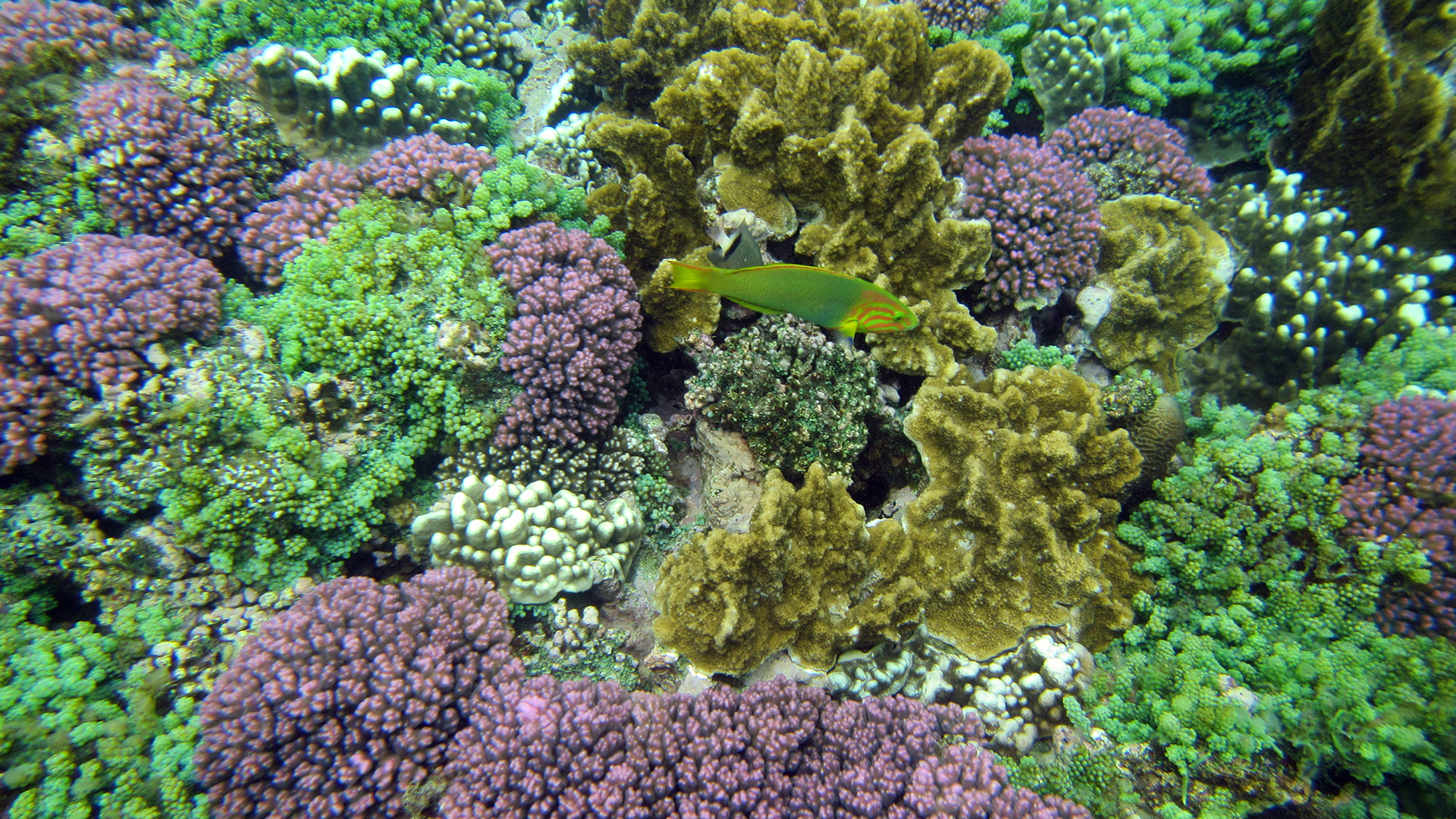 Coral and colourful fish abound